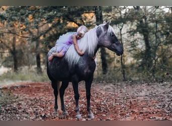 Más ponis/caballos pequeños, Yegua, 6 años, 122 cm