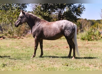 Más ponis/caballos pequeños, Yegua, 6 años, 122 cm