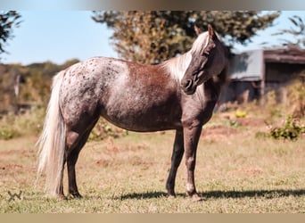 Más ponis/caballos pequeños, Yegua, 6 años, 122 cm