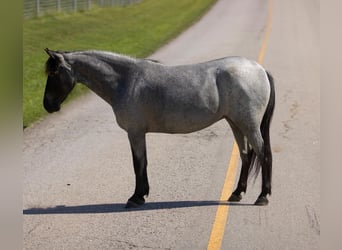 Más ponis/caballos pequeños, Yegua, 6 años, 127 cm, Ruano azulado