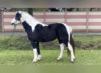 Más ponis/caballos pequeños, Yegua, 6 años, 132 cm, Pío