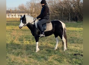 Más ponis/caballos pequeños, Yegua, 6 años, 132 cm, Pío