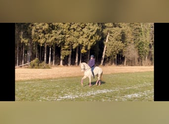 Más ponis/caballos pequeños, Yegua, 6 años, 137 cm, Cremello