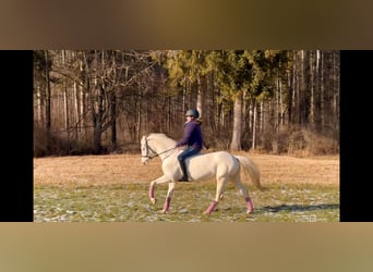 Más ponis/caballos pequeños, Yegua, 6 años, 137 cm, Cremello