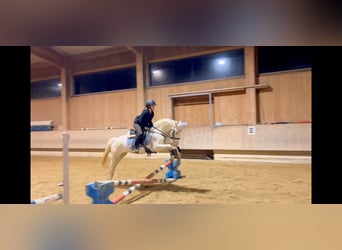 Más ponis/caballos pequeños, Yegua, 6 años, 137 cm, Cremello