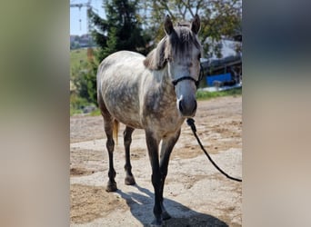 Más ponis/caballos pequeños, Yegua, 6 años, 140 cm