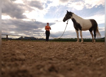 Más ponis/caballos pequeños Mestizo, Yegua, 6 años, 140 cm, Musgo