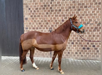 Más ponis/caballos pequeños Mestizo, Yegua, 6 años, 143 cm, Alazán