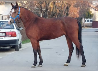 Más ponis/caballos pequeños, Yegua, 6 años, 143 cm