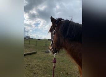 Más ponis/caballos pequeños, Yegua, 6 años, 143 cm, Castaño