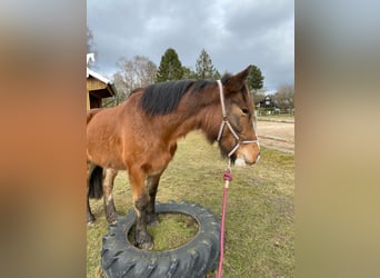 Más ponis/caballos pequeños, Yegua, 6 años, 143 cm, Castaño