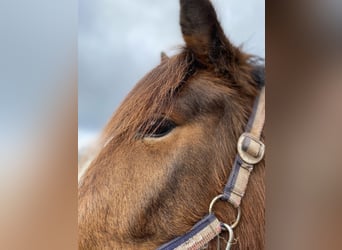 Más ponis/caballos pequeños, Yegua, 6 años, 143 cm, Castaño