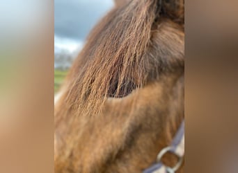 Más ponis/caballos pequeños, Yegua, 6 años, 143 cm, Castaño