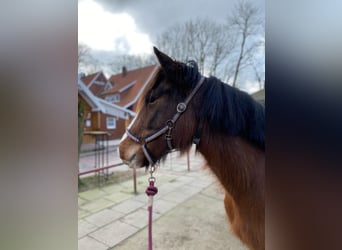 Más ponis/caballos pequeños, Yegua, 6 años, 143 cm, Castaño