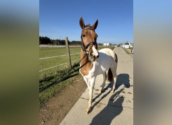 Más ponis/caballos pequeños, Yegua, 6 años, 143 cm, Pío