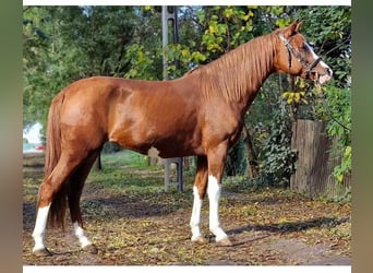 Más ponis/caballos pequeños, Yegua, 6 años, 144 cm, Alazán