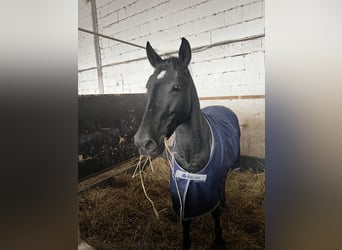 Más ponis/caballos pequeños, Yegua, 6 años, 145 cm