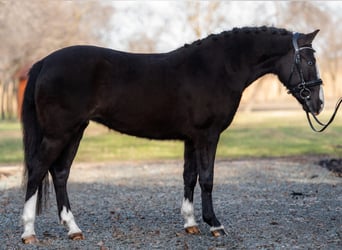 Más ponis/caballos pequeños, Yegua, 6 años, 145 cm