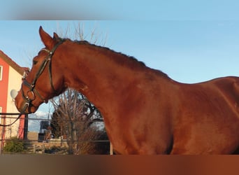 Más ponis/caballos pequeños, Yegua, 6 años, 145 cm, Castaño