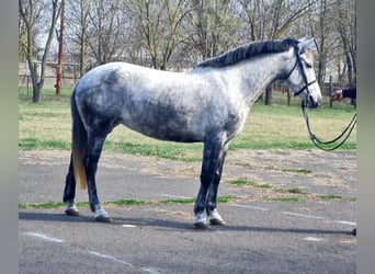 Más ponis/caballos pequeños, Yegua, 6 años, 145 cm, Tordo rodado