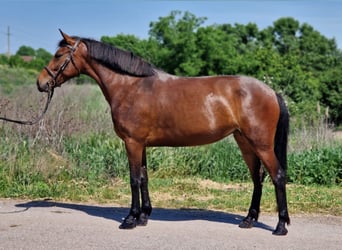 Más ponis/caballos pequeños, Yegua, 6 años, 147 cm, Castaño