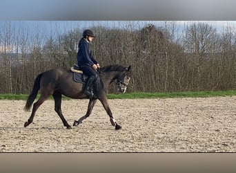 Más ponis/caballos pequeños, Yegua, 6 años, 147 cm, Tordo