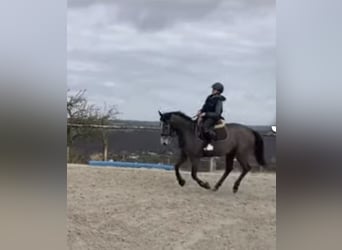 Más ponis/caballos pequeños, Yegua, 6 años, 147 cm, Tordo