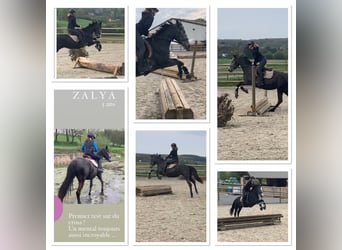 Más ponis/caballos pequeños, Yegua, 6 años, 147 cm, Tordo