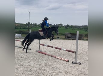 Más ponis/caballos pequeños, Yegua, 6 años, 147 cm, Tordo