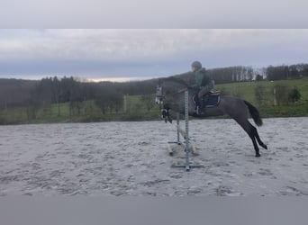 Más ponis/caballos pequeños, Yegua, 6 años, 147 cm, Tordo