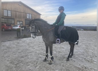 Más ponis/caballos pequeños, Yegua, 6 años, 147 cm, Tordo