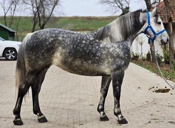 Más ponis/caballos pequeños, Yegua, 6 años, 150 cm