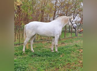 Más ponis/caballos pequeños, Yegua, 6 años, 150 cm