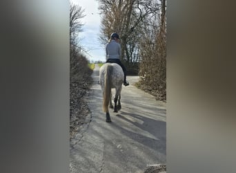 Más ponis/caballos pequeños, Yegua, 6 años, 151 cm, Tordo rodado