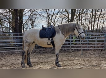 Más ponis/caballos pequeños, Yegua, 6 años, 151 cm, Tordo rodado