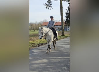 Más ponis/caballos pequeños, Yegua, 6 años, 151 cm, Tordo rodado