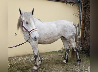 Más ponis/caballos pequeños, Yegua, 6 años, 151 cm, Tordo rodado