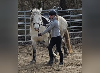 Más ponis/caballos pequeños, Yegua, 6 años, 151 cm, Tordo rodado