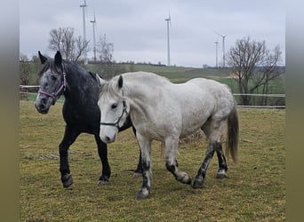 Más ponis/caballos pequeños, Yegua, 6 años, 151 cm, Tordo rodado