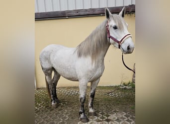 Más ponis/caballos pequeños, Yegua, 6 años, 151 cm, Tordo rodado