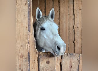 Más ponis/caballos pequeños, Yegua, 6 años, 151 cm, Tordo rodado