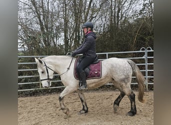 Más ponis/caballos pequeños, Yegua, 6 años, 151 cm, Tordo rodado