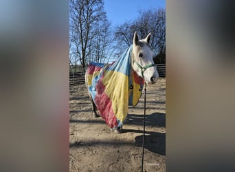 Más ponis/caballos pequeños, Yegua, 6 años, 151 cm, Tordo rodado