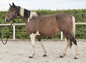 Más ponis/caballos pequeños, Yegua, 6 años, 155 cm, Pío