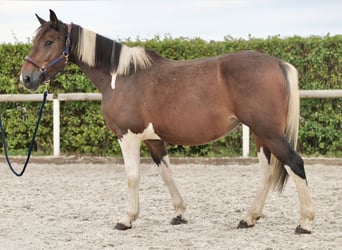 Más ponis/caballos pequeños, Yegua, 6 años, 155 cm, Pío