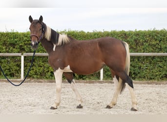 Más ponis/caballos pequeños, Yegua, 6 años, 155 cm, Pío