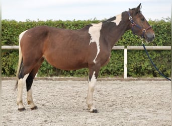 Más ponis/caballos pequeños, Yegua, 6 años, 155 cm, Pío