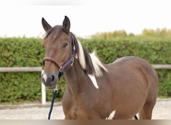 Más ponis/caballos pequeños, Yegua, 6 años, 155 cm, Pío