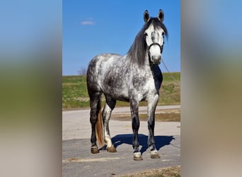 Más ponis/caballos pequeños, Yegua, 6 años, 156 cm, Tordo rodado