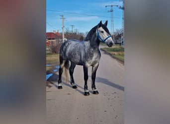 Más ponis/caballos pequeños, Yegua, 6 años, 160 cm